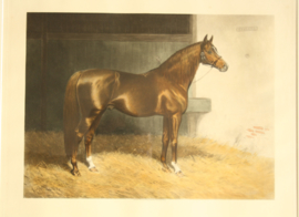 A.C.Havell (1855-1925) litho Paard 1909