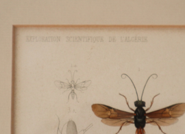 Antieke gravure insecten