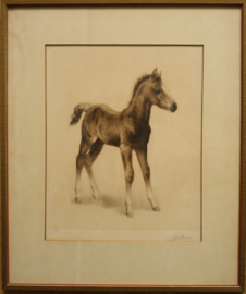 Eberhardt (1895-1977) ets van een veulen