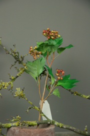 Guelder Rose Berry 58cm