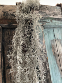 Tillandsia 270cm