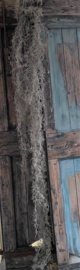 Tillandsia 270cm