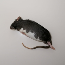 Diepvries middel rat (90-120gr)