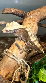 WIMPERGEKKO (Correlophus ciliatus)) 0.1