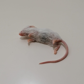 Diepvries springer muis (9-12gr)