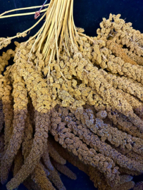 TROSGIERST 1 KG