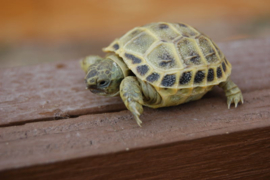 LANDSCHILDPADDEN