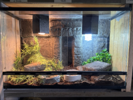 ❤️TERRARIUM COMPLEET INCL. 1.1 Sceloporus malachiticus