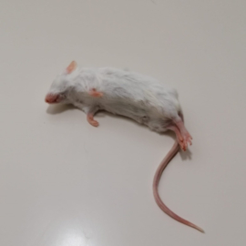 Diepvries volwassen muis XL (25-35gr)