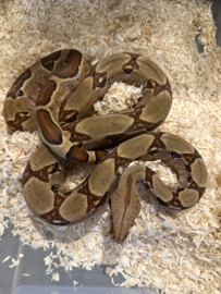 Boa constrictor imperator  (1.20m) vrouw