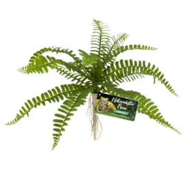 Naturalistic Flora – Sword Fern