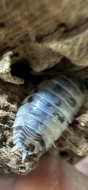 Porcellio Laevis 'Dairy Cow' (Isopod)