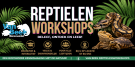 REPTIELEN WORKSHOP BSO/KDV (8x2 uur)