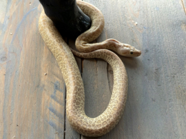 TIJGERPYTHON (Python bivittatus) Hypo graniet