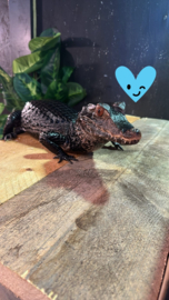 Paleosuchus palpebrosus 1.0 (2020)