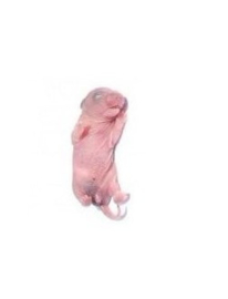Diepvries baby rat 5-10 gram