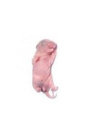 Diepvries baby rat (10-12gr)