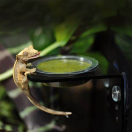 Habistat Arboreal Feeding Ledge