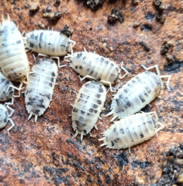 PORCELLIO LEAVIS "DAIRY COW" (CA 12 STUKS)