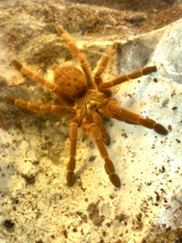 SPINNEN