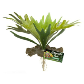 Naturalistic Flora – Staghorn Fern