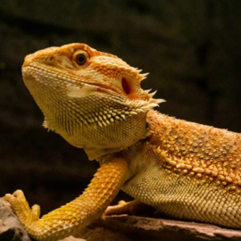 REPTIELENFEESTJE