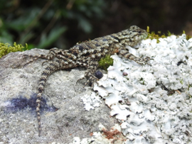 ❤️TERRARIUM COMPLEET INCL. 1.1 Sceloporus malachiticus