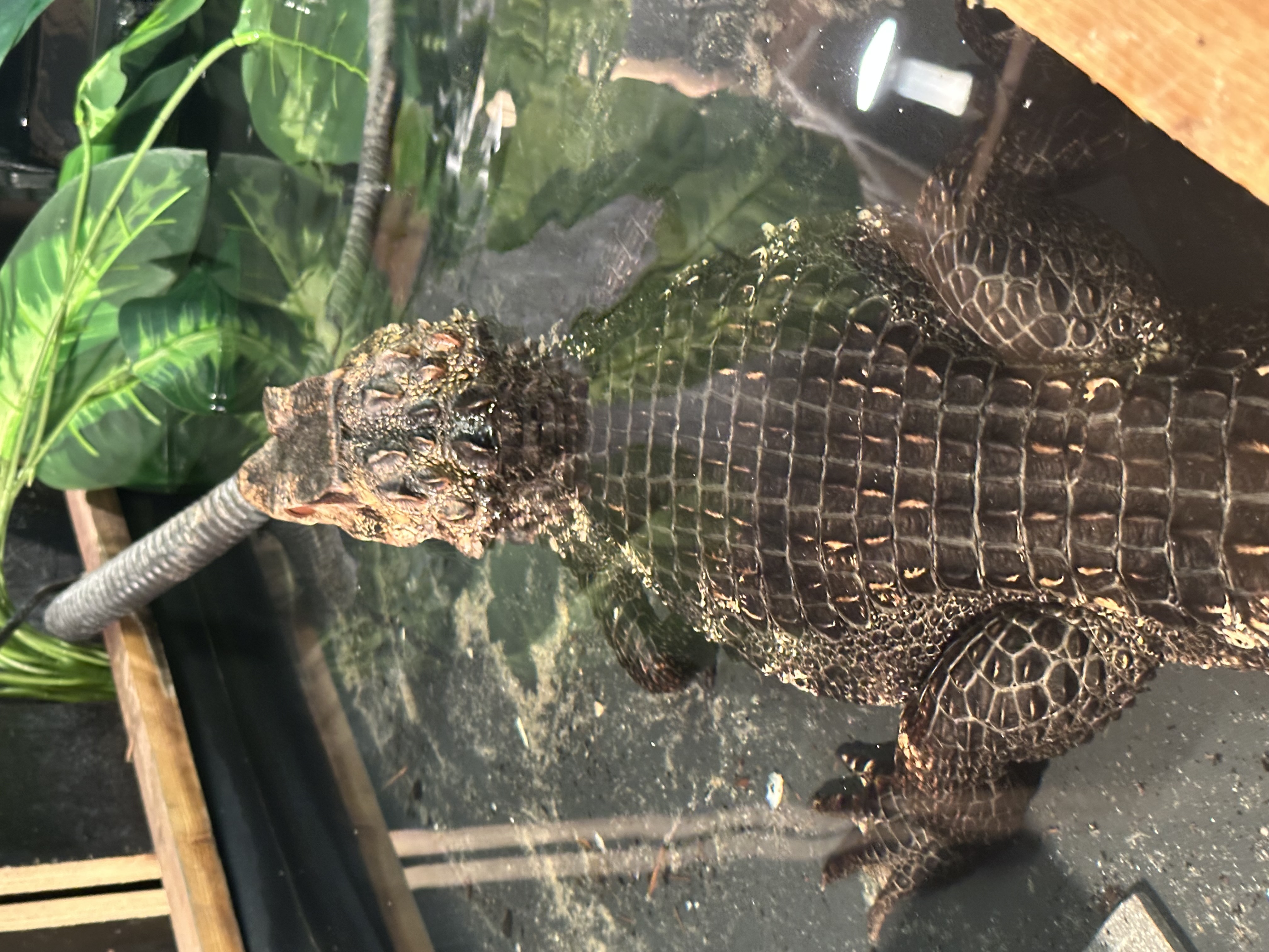 Paleosuchus palpebrosus 1.0 (2020)