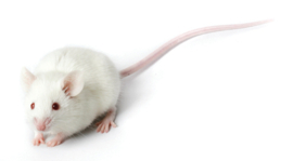 KLEURMUIS LEVEND