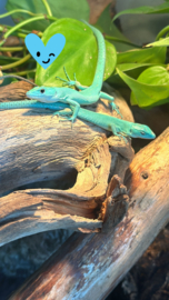 Gastropholis prasina 1.1