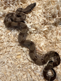 Boa constrictor imperator Kubsch Pastel Jungle man