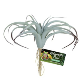 Naturalistic Flora – Tillandsia Air Plant