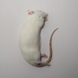 Diepvries grote rat (>200 gr)