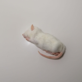 Diepvries kleine rat (40-60gr)