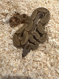 Boa constrictor imperator  Sunglow Motley Kahl