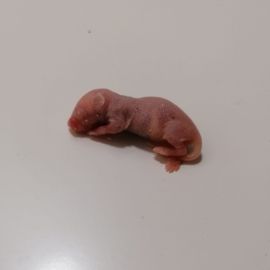 Diepvries pinky muis (1-2gr)