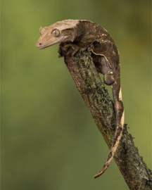 Correlophus ciliatus (Wimpergekko)