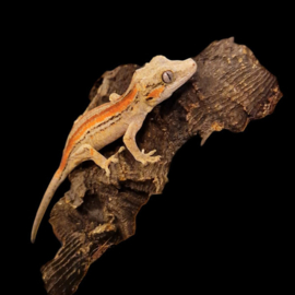 Rhacodactylus auriculatus (juvenile)