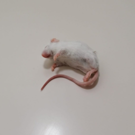 Diepvries volwassen muis (18-25gr)