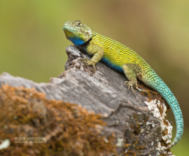 ❤️TERRARIUM COMPLEET INCL. 1.1 Sceloporus malachiticus