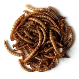 NF Gedroogde meelwormen 500 gram
