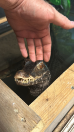 Paleosuchus palpebrosus 1.0 (2020)