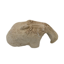 Ceramic Nature Fossil Stone White S 14x13x6cm