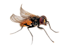KRULVLIEGEN (Musca domestica)