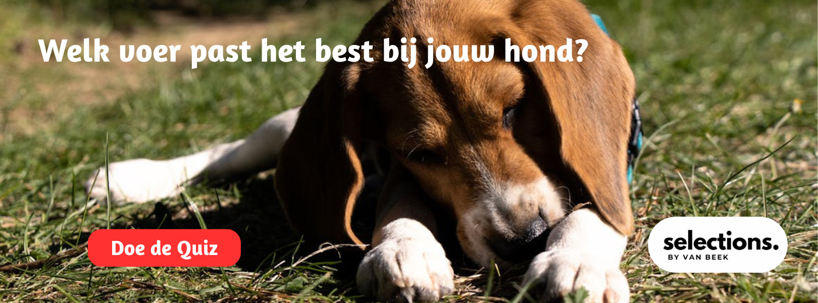 Welk voer past het beste bij jouw hond?