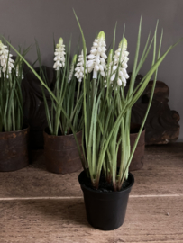 Potje witte druifjes