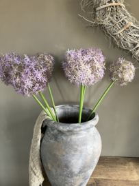 Allium grande, paars