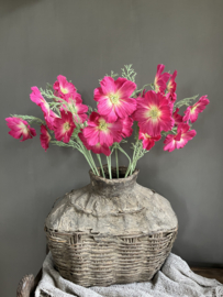 Cosmea donker roze, 65cm.