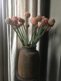 Roze allium