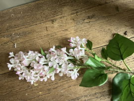 Sering wit/roze